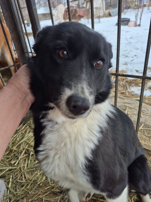 Щенок-подросток девочка