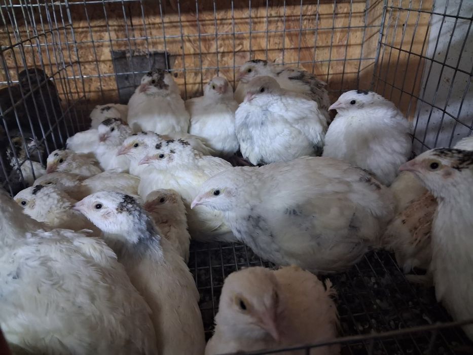 Pui de Prepeliță Ouă prepeliță consum si incubat Prepelițele