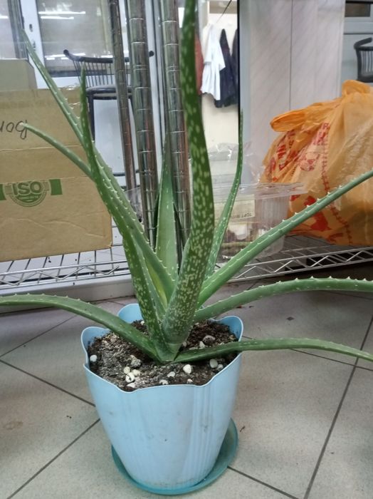 Продам комнатные растения алоэ