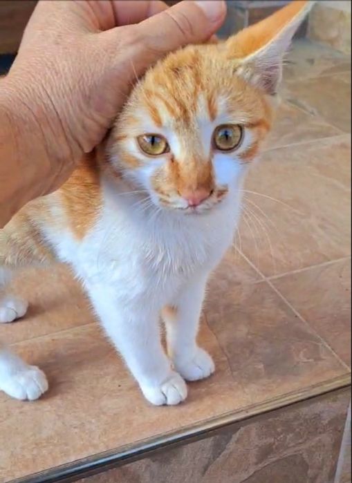 Мъжко коте на 7 месеца  търси своя дом