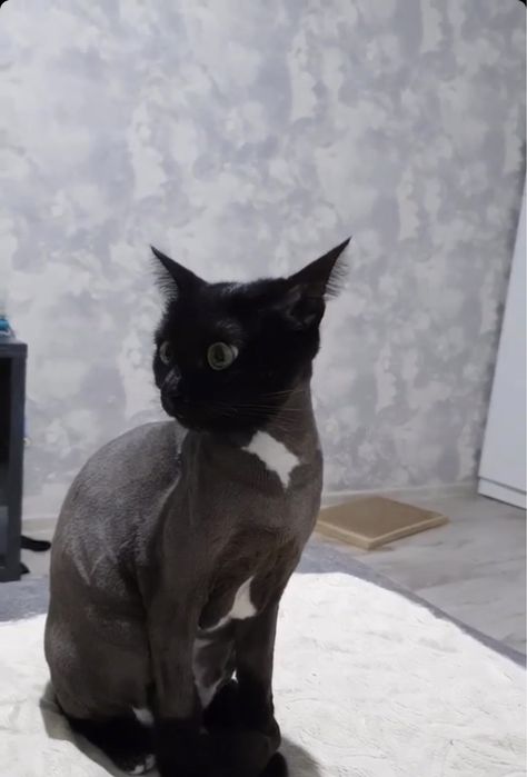 Отдам кошку