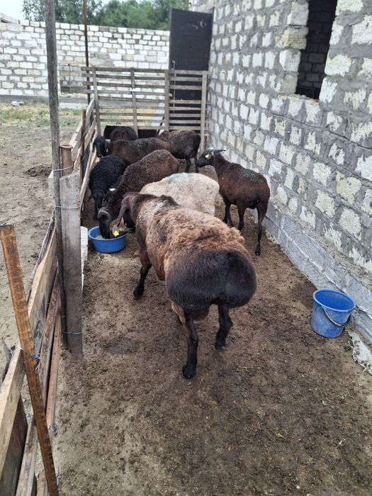 Продам баранов в Актобе