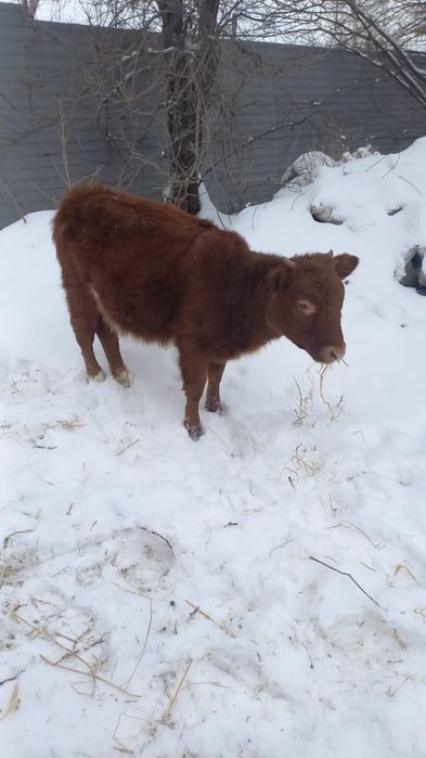 Животные сельхоз животные