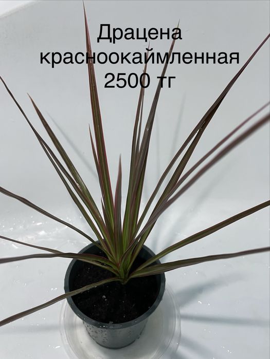 Комнатные растения