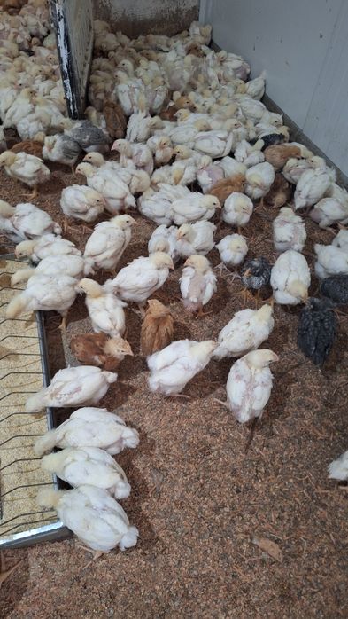 Pui de carne si rasa mixta