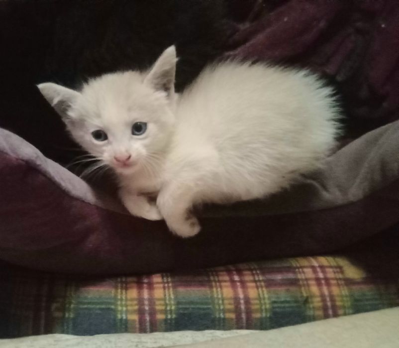 Одам котят в добрые руки,срочно