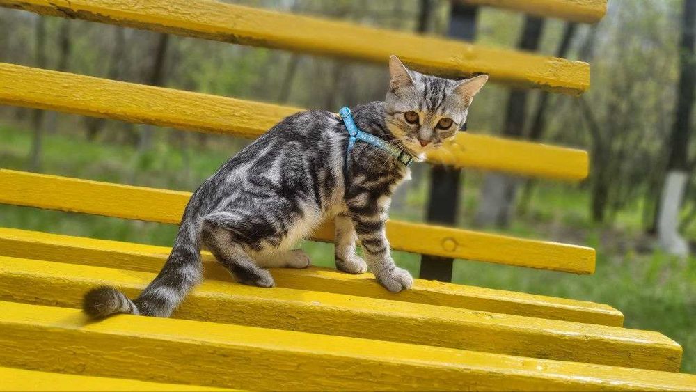 Котенок компаньон домашний