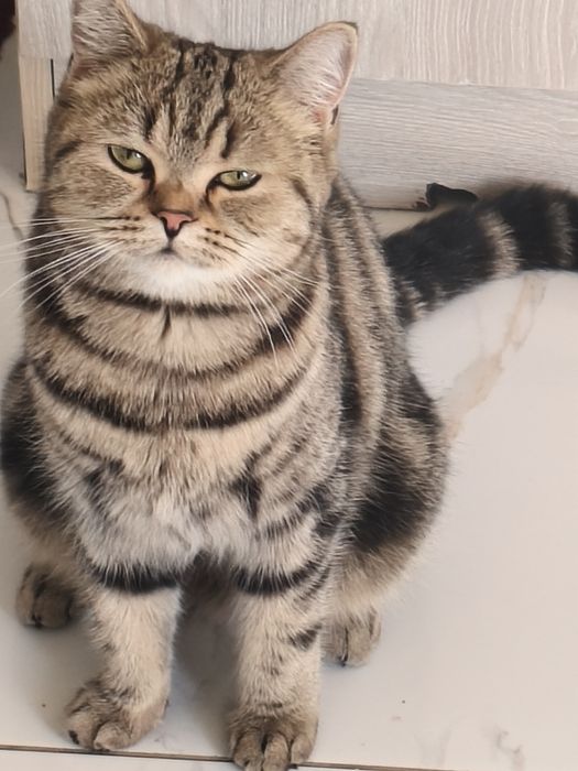 Отдам кошку в добрые руки