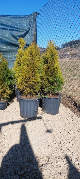 Tuya smarald,diferite înălțimi