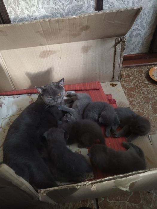 продае́ться катята британский