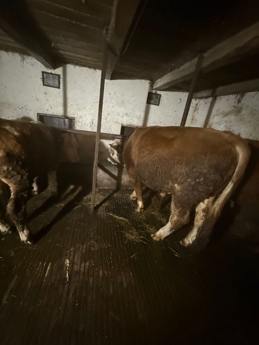 Taur și jurinca  vând pentru detalii la telefon