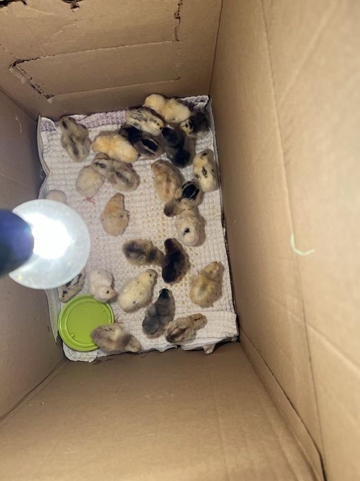 Цеплята домашние