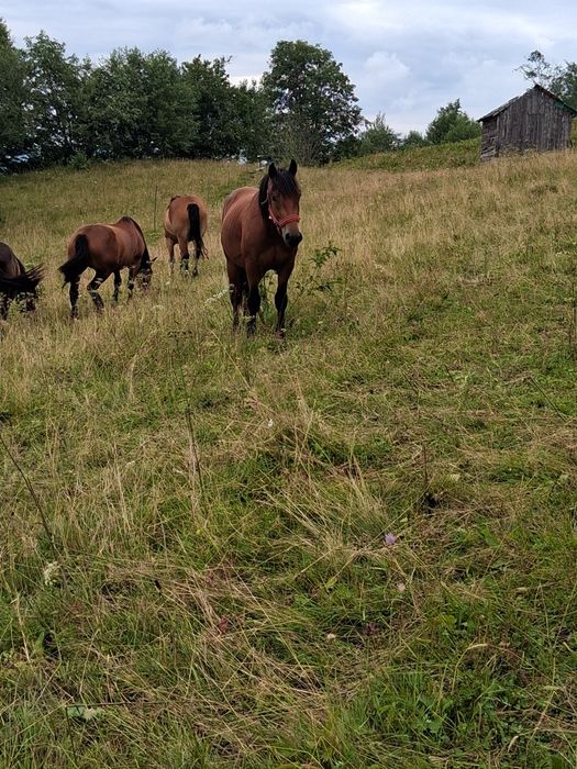 De vanzare pt mai multe detalii la tel