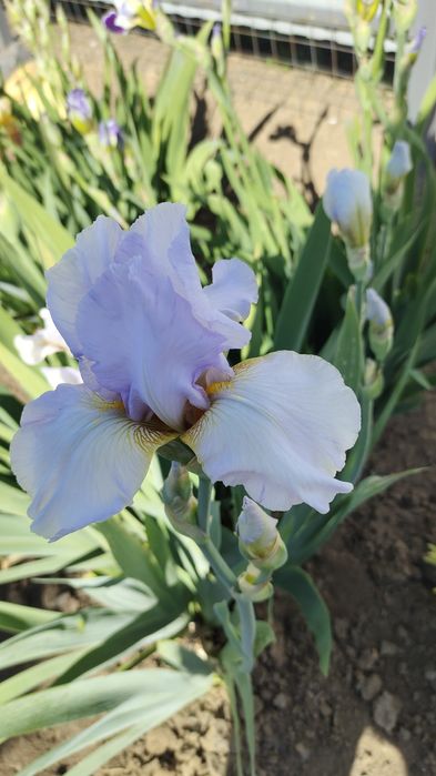 Многолетние цветы