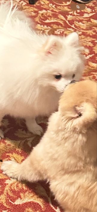 Ищу кобеля для вязки (шпиц)