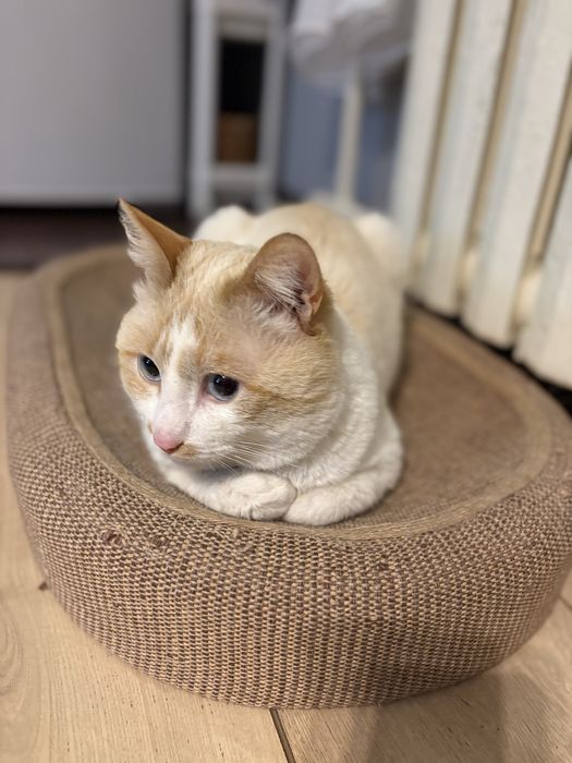 Ищем дом для кота