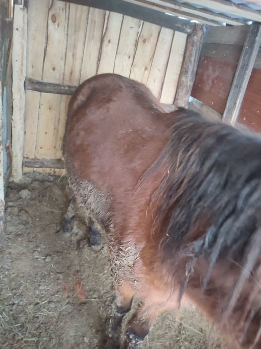 Тай на откорме полтуши