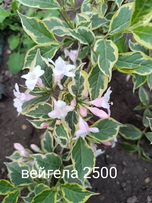 Продам цветы кустарники