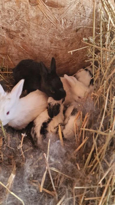 Vând pui de iepuri si mamele lor