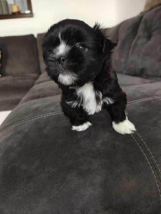 Vând cățel Shih Tzu