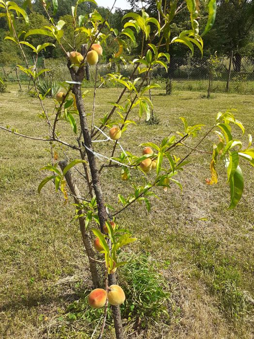 Продавам 1010 кв. м. в регулация и 2 декара зем. земя в с. Враниловци.