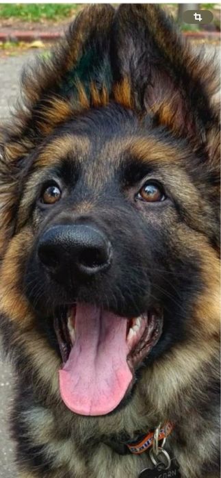 Продаю щенков немецкой овчарки