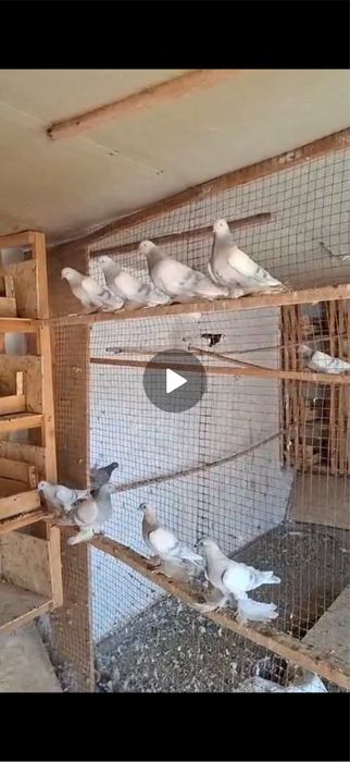 Голоби птицы продам ш