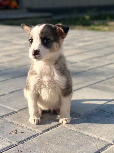 Щенок в добрые руки