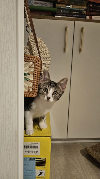 Pui pisica adoptie