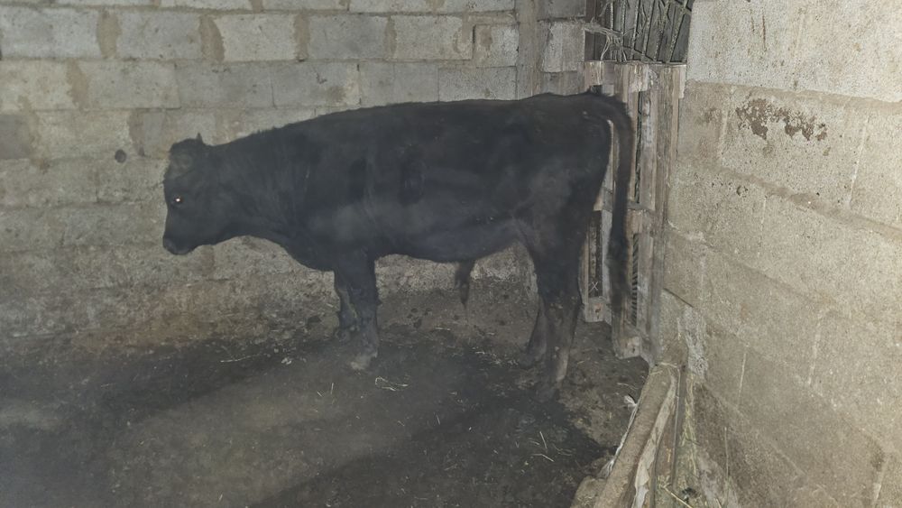 Бычоктар сатылады