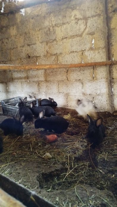 Куёнчалар сотилади