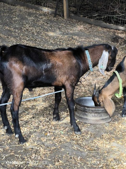 Tap anglonubian pedigree