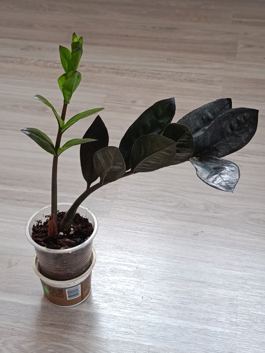 Комнатные цветы в продаже