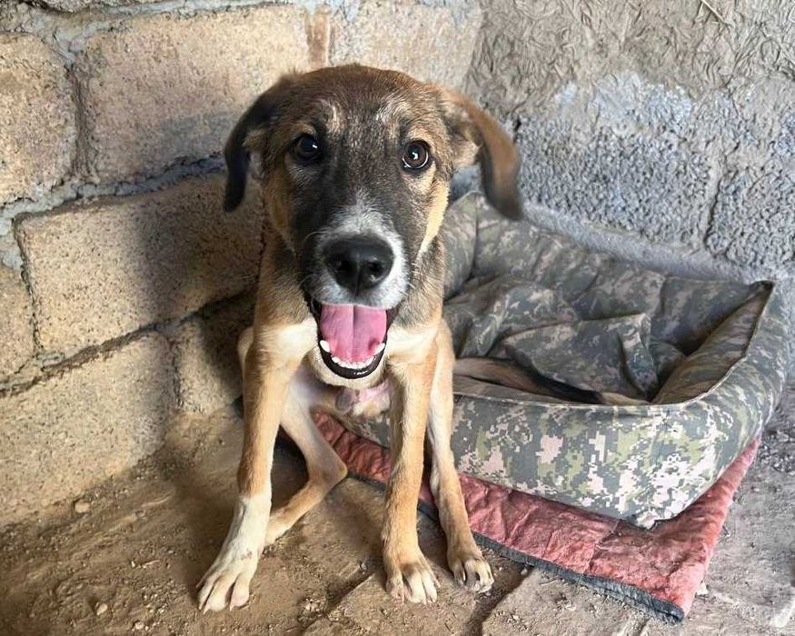 Пёс в хорошие руки