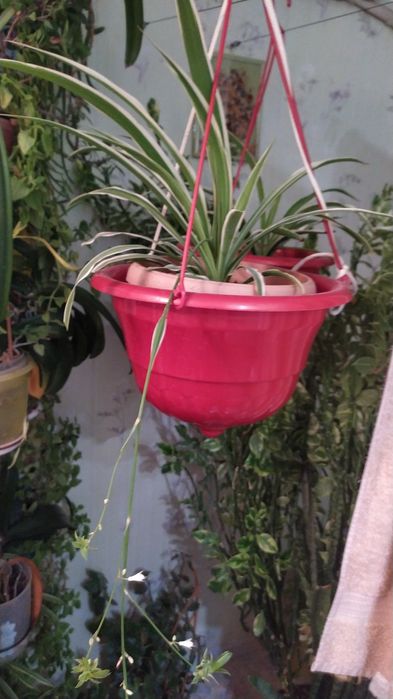 Комнатные цветы выращенные с любовью.