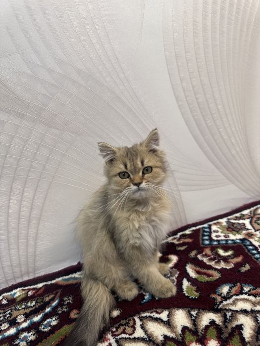 british shorthair