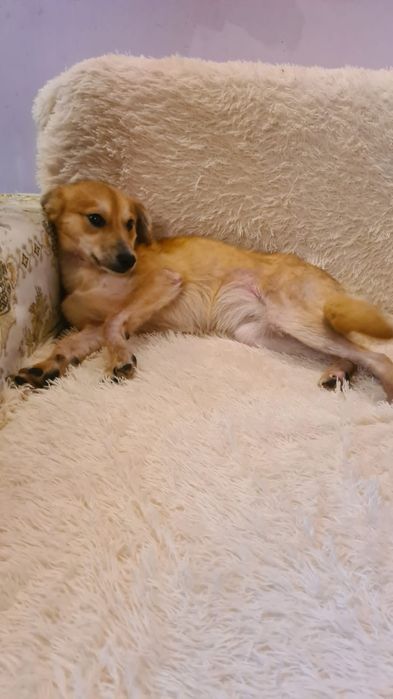 Щенятки Дворянины малышня