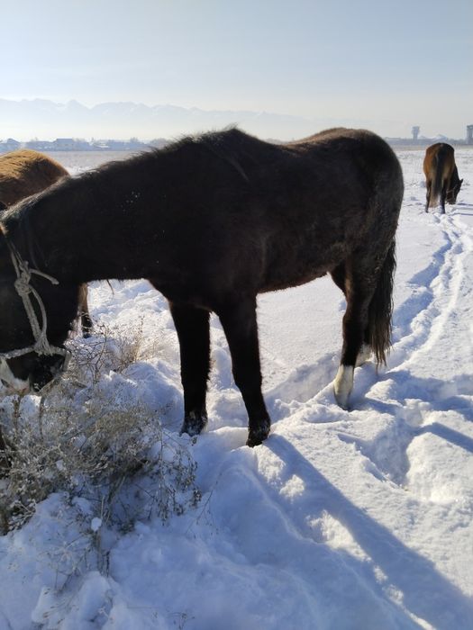 Дөнежін байтал сатылады