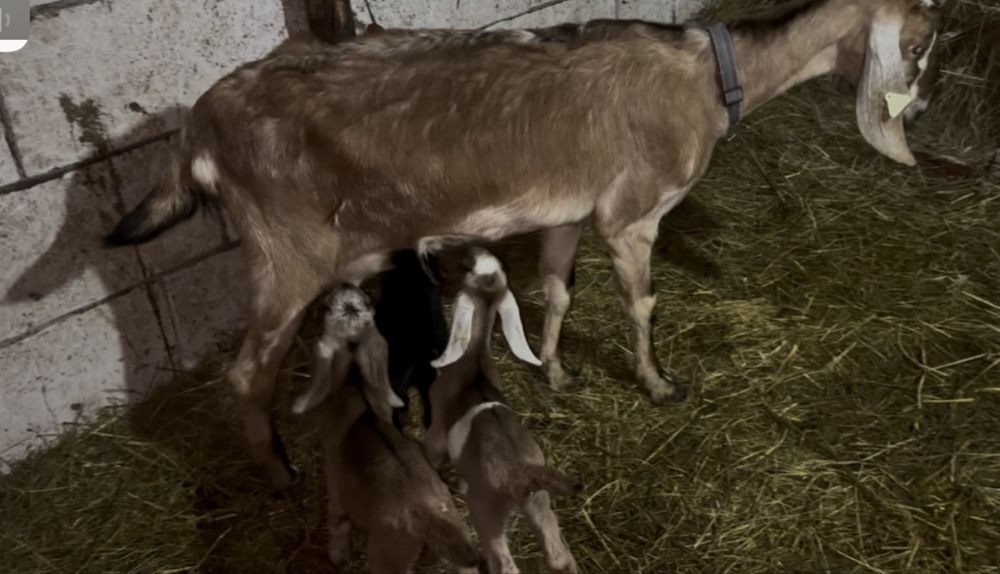 iezi anglonubian rasa pura