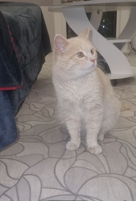 Персик ищет мампап. Доставлю!