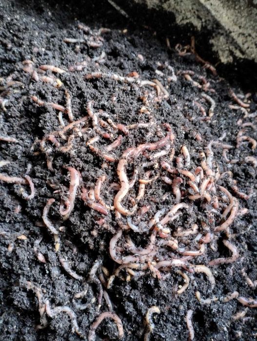 ДЕНДРОБЕН килограм - 60 лева, Доза 12 - 14 бройки - 1,50 лв.