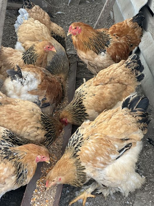 Брама палевая молодняк