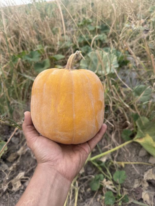 Продам тыкву для мант
