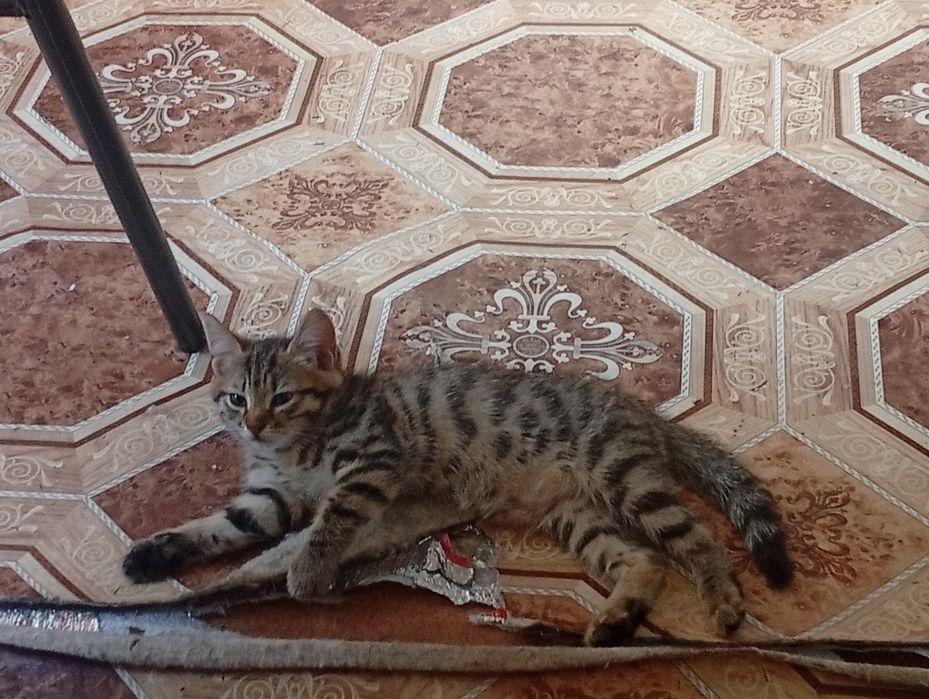 Отдам котят в добрые руки
