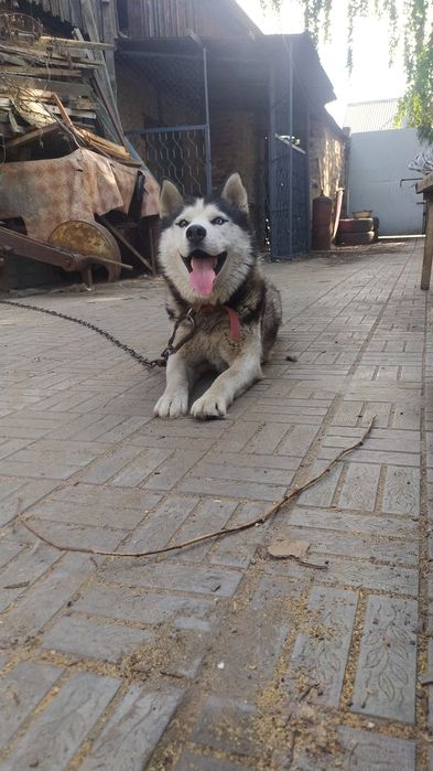 Кобель хаски для вязки