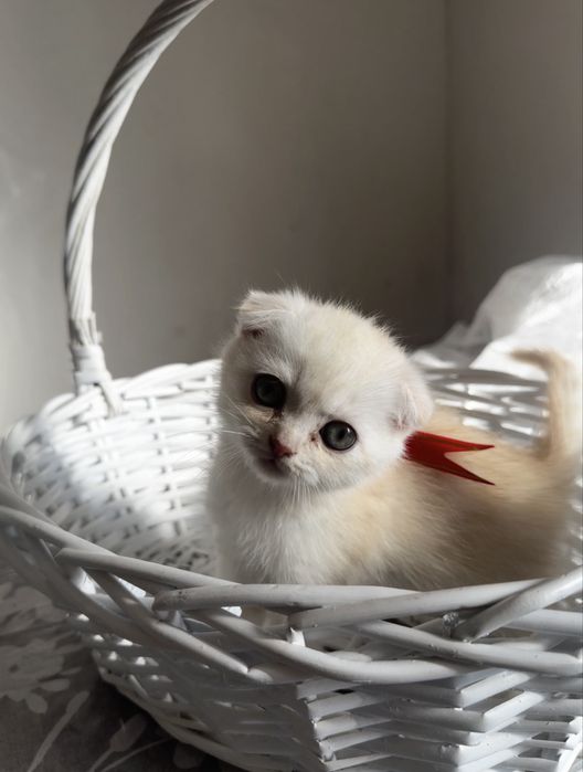 Шотланский выслаухий