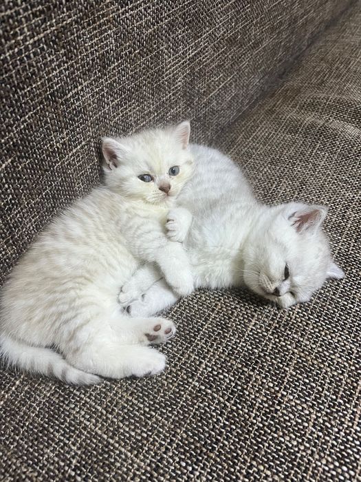 Продаются Британские котята