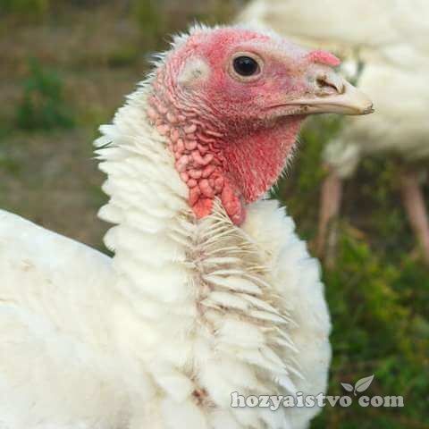Индюк белого цвета