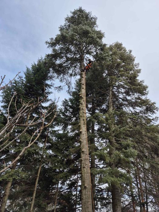 Премахване на опасни дървета • Кастрене • Подръжка • Извозване