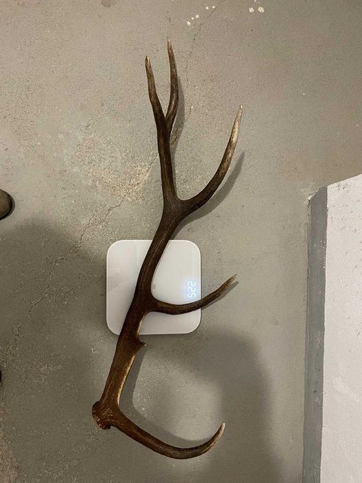 Coarne de Cerb Carpatin - 450 lei